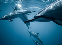 【爆料】糖心vlog突发：主持人在凌晨三点被曝曾参与秘闻，羞涩难挡席卷全网